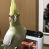 可愛いオカメインコ きぃちゃんです！ サムネイル3