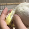 可愛いオカメインコ きぃちゃんです！ サムネイル4