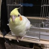 可愛いオカメインコ きぃちゃんです！ サムネイル5