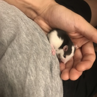 【募集】ファンシーラット （幼少）