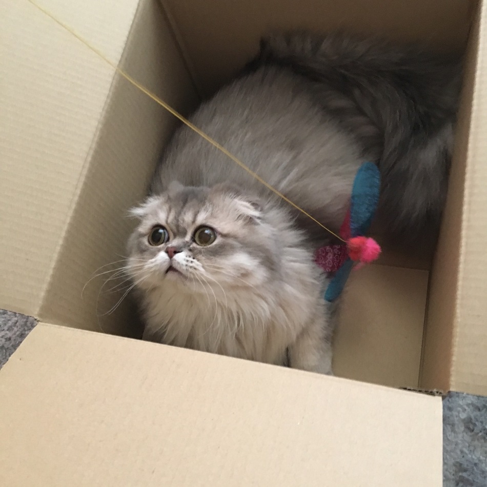 ココのカバー写真