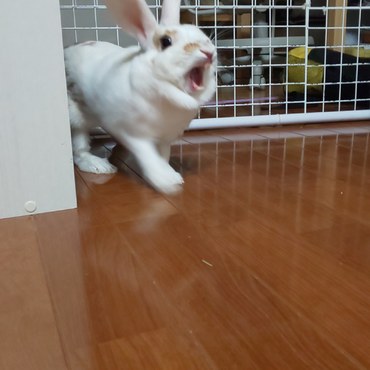 初あくびショット