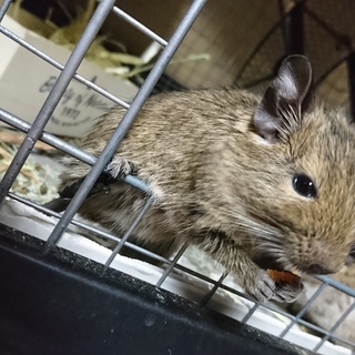 子デグーの里親様募集