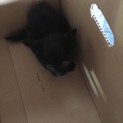 人懐こい可愛い子猫ちゃんと暮らしませんか？