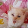 ふわもこ可愛いシャム風洋風猫ちゃん里親様募集。 サムネイル7