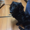 オレオ
