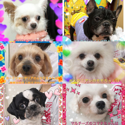 非営利動物保護団体ととのん『ととのんハウス』