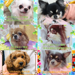 非営利動物保護団体ととのん『ととのんハウス』 サムネイル2