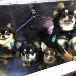 非営利動物保護団体ととのん『ととのんハウス』 サムネイル3