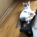 グレx白の綺麗な子猫