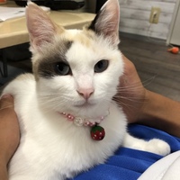 さんご
