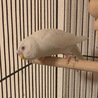 ち〜ぼ〜