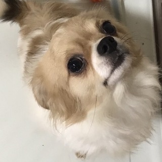 チワワの蓮くん 1歳