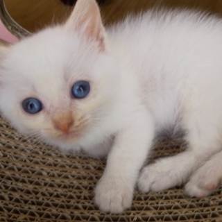 ふわもこ可愛いシャム風洋風猫ちゃん里親様募集。