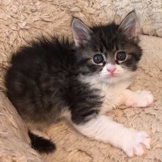 推定5月10日生まれ！半長毛？和（かず）ちゃん