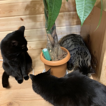 けんたろうの写真