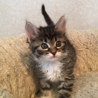 推定5月10日生まれ！半長毛？元（はじめ）くん