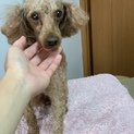 プードル女の子です。