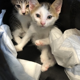 キジシロちゃんの兄弟