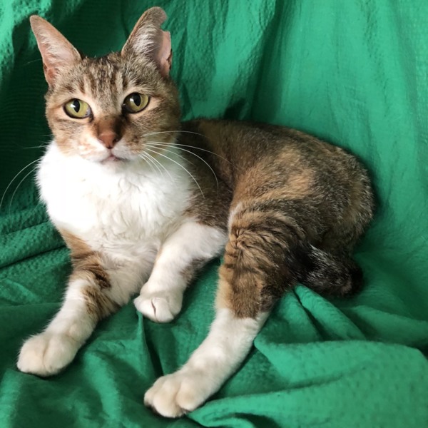 変わったキジ三毛 きくち 東京都 猫の里親募集 ペットのおうち 月間利用者150万人