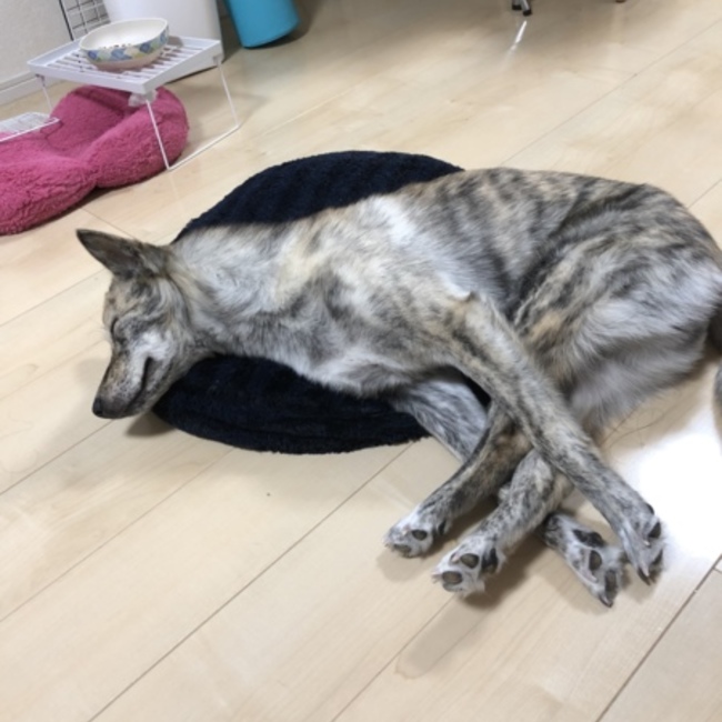 gammarusのカバー写真