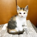 野良出身 子猫 仮名ポンちゃん