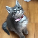 グレー長毛美猫【あやめ】