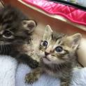 元気いっぱいの子猫１、2か月
