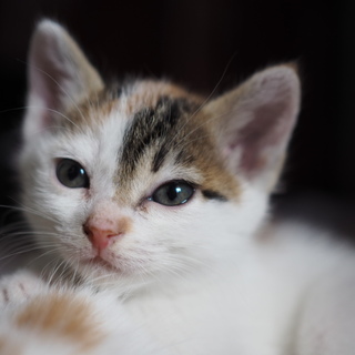 ◎ミケ◎食欲旺盛な三毛の女の子