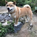 4歳のオスです