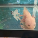 ウーパールーパー ペア