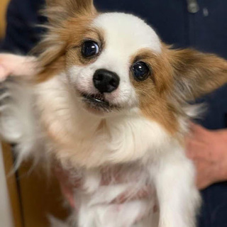 芦和（あしわ）可愛い穏やかちゃん