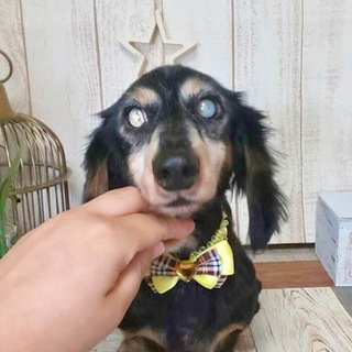 首里（しゅり）マイペースで人が大好き