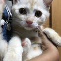 茶トラ美仔猫ちゃん里親募集