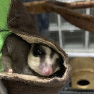 【里親募集】フクロモモンガ ♀ 