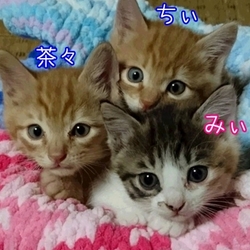 三重県名張市　　保護猫の譲渡会