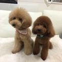 トイプードル