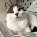 左後脚を欠損してますが、元気で可愛い雌猫です