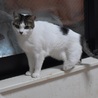 左後脚を欠損してますが、元気で可愛い雌猫です サムネイル2