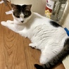 左後脚を欠損してますが、元気で可愛い雌猫です サムネイル3