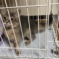 募集一時停止！ソマリの子猫