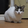 左後脚を欠損してますが、元気で可愛い雌猫です サムネイル4