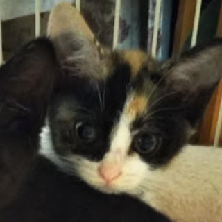 おてんば三毛ちゃん、てまりちゃん、2ヵ月