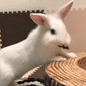 ブルーアイドホワイト ミニウサギ 2歳