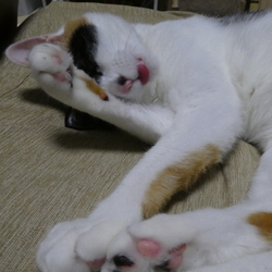 「どいてよー」サムネイル2