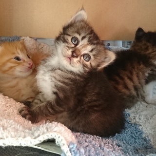 写真中心の黒い子、里親募集してます