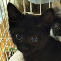 黒猫女の子元気なこるりちゃん、2ヵ月