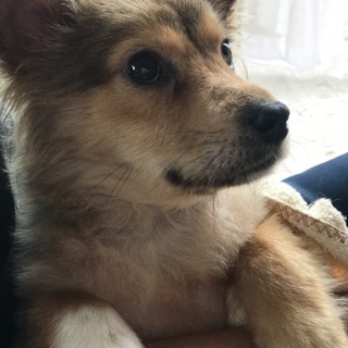 《交渉中》フワモコ子犬・ココちゃん