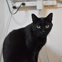 クールなイケメン黒猫