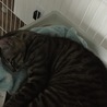 去勢後、オスっぽさが半減しました。スリスリ大好きなごろにゃん猫です。
